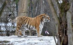 Siberian tiger (Panthera tigris tigris), male Boatsman