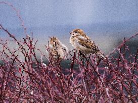Sparrow, bush