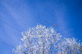 tree, electricity wires, winter, snow, atmospheric icing, clear ice, hoar frost, hoarfrost, radiation frost