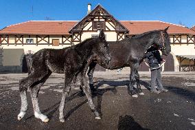 Mare, foal, horse Xabea XIV