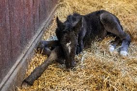 Mare, foal, horse Xabea XIV