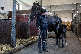 Mare, foal, horse Xabea XIV