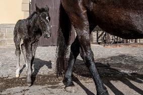 Mare, foal, horse Xabea XIV