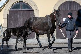 Mare, foal, horse Xabea XIV