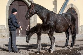 Mare, foal, horse Xabea XIV