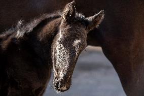 Mare, foal, horse Xabea XIV