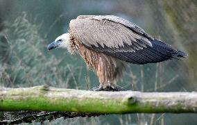 griffon vulture (Gyps fulvus)