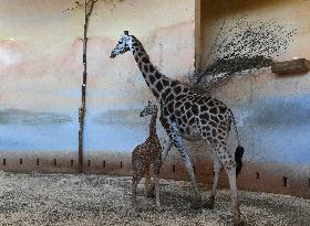 Rothschild's giraffe (Giraffa camelopardalis rothschildi), calf