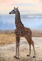 Rothschild's giraffe (Giraffa camelopardalis rothschildi), calf