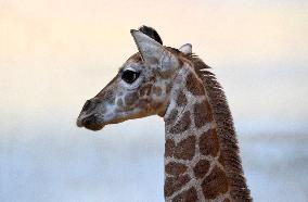 Rothschild's giraffe (Giraffa camelopardalis rothschildi), calf