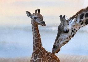 Rothschild's giraffe (Giraffa camelopardalis rothschildi), calf