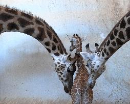 Rothschild's giraffe (Giraffa camelopardalis rothschildi), calf