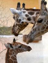 Rothschild's giraffe (Giraffa camelopardalis rothschildi), calf