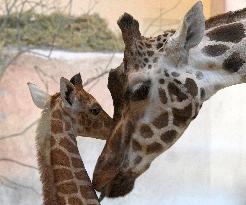 Rothschild's giraffe (Giraffa camelopardalis rothschildi), calf
