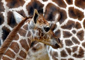 Rothschild's giraffe (Giraffa camelopardalis rothschildi), calf