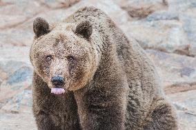 brown bear (Ursus arctos)