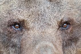 brown bear (Ursus arctos)