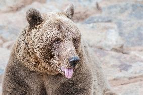 brown bear (Ursus arctos)