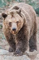 brown bear (Ursus arctos)