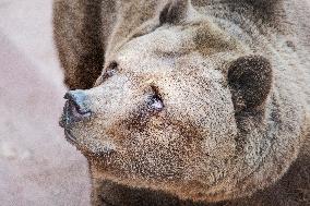 brown bear (Ursus arctos)