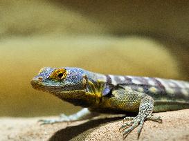 California Rock Lizard