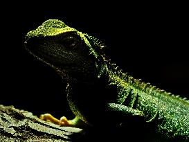 Chinese water dragon