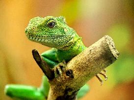 Chinese water dragon