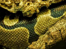 Snake, skin, scales, pattern