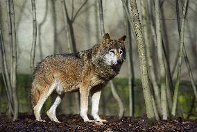 Wolf, youg trees