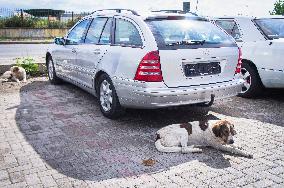 car, stray dog, dogs