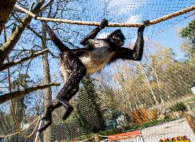 Mexican spider monkey (Ateles geoffroyi vellerosus)
