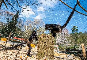Mexican spider monkey (Ateles geoffroyi vellerosus)