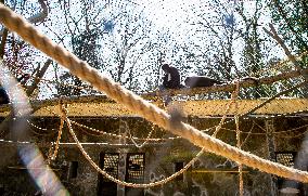 Mexican spider monkey (Ateles geoffroyi vellerosus)