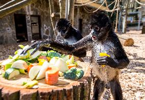 Mexican spider monkey (Ateles geoffroyi vellerosus), feed