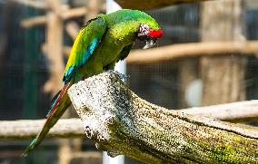 military macaw (Ara militaris), parrot
