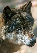 wolf (Canis lupus)