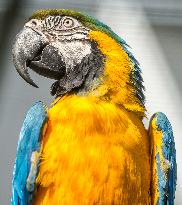 blue-and-yellow macaw (Ara ararauna), parrot