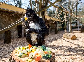 Mexican spider monkey (Ateles geoffroyi vellerosus), feed