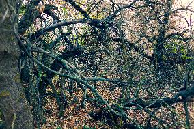 Chernobyl zone, restricted territory, village Krasne