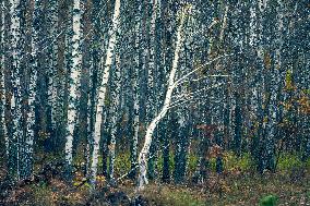 Chernobyl zone, restricted territory, village Krasne