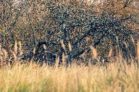 Chernobyl zone, restricted territory, village Krasne, cemetery