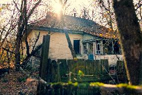 Chernobyl zone, restricted territory, dog, village Lis