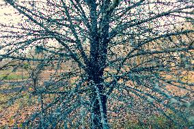 Chernobyl zone, restricted territory, Zymovyshche village, farm