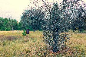 Chernobyl zone, restricted territory, village Masheva