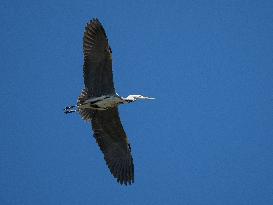 Flying Grey Heron