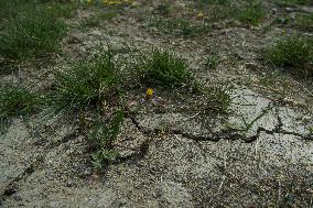 dry soil in the pasture near Zbudov