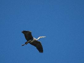 Flying Grey Heron