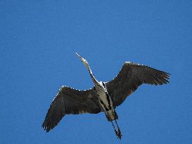 Flying Grey Heron