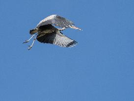 Flying Grey Heron