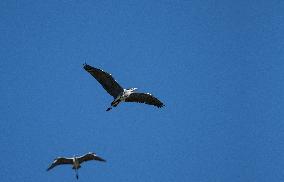 Flying Grey Heron